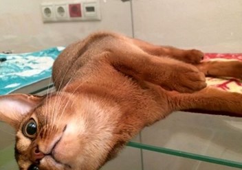 Фото компании ООО "BookingCat" 4