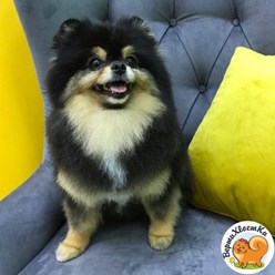 Фото компании  ВертиХвостка 10