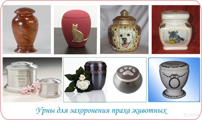 Фото компании  ВетДом 5