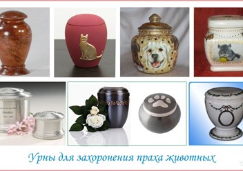 Фото компании  ВетДом 5