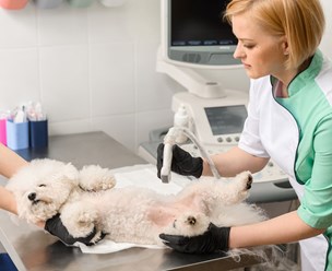 Фото компании ООО Хвостатая помощь 8