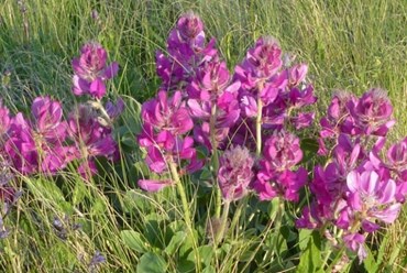 Фото компании  Алтайские Корни 7