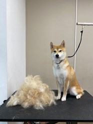 Фото компании  UrbanDog 7