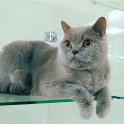 Фото компании  Зоогостиница Дмитров 4