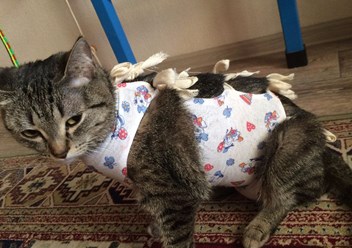 Фото компании ООО Рыжий лис 1