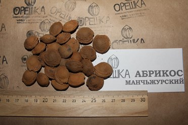 Фото компании ИП Орешка Питомник 10