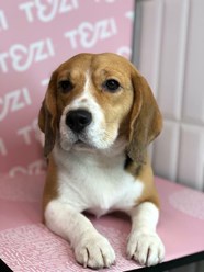 Фото компании  TEZI Grooming 7