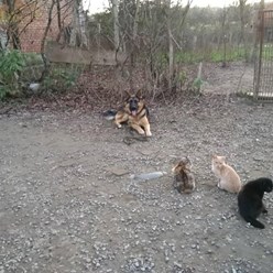 Дрессировка собак всех пород