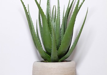 Фото компании  In - Green 3