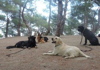 Дрессировка собак  в Ялте. Кинолог Руслан тел. +7(978)-01-777-18 Более подробную информацию о нас смотрите на сайте:  http://www.kinolog-rf.ru/