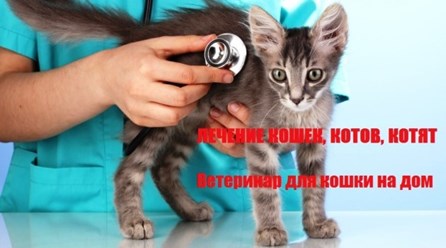 Лечение кошек на дому