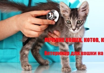 Лечение кошек на дому