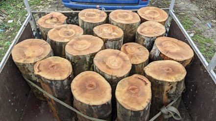 Фото компании  Drevanet 4