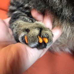 Фото компании  Зоосалон Мон Ами 16