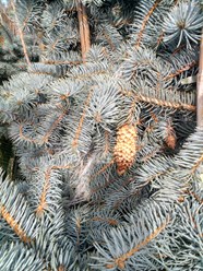 Фото компании ООО Питомники растений "Зеленая гостиная" 16