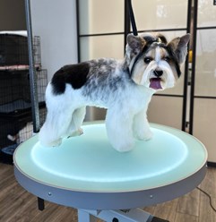 Фото компании  UrbanDog 2