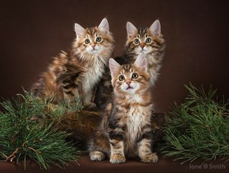 Фото компании  Moy Meow 3