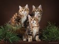Фото компании  Moy Meow 3