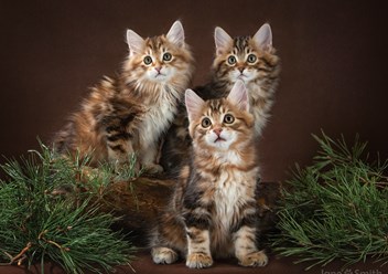 Фото компании  Moy Meow 3