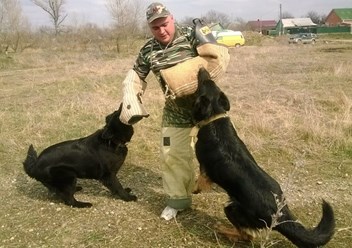 Дрессировка собак всех пород! 89898127574