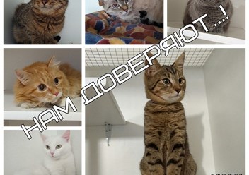Фото компании ООО Гостиница для кошек "Мур-Мяу", Минск 3