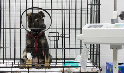 Фото компании  От носа до хвоста 7