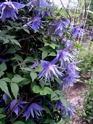 Фото компании  Бал Цветов 1