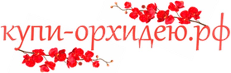 Фото компании  Орхидея 1