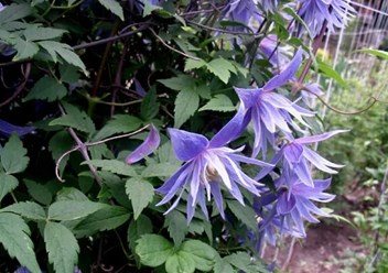 Фото компании  Бал Цветов 1