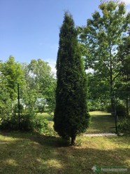 Туя западная Колумна