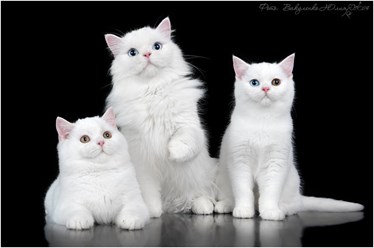 Фото компании ИП Питомник шотландских кошек 7