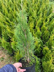 Фото компании  Питомник Митрохиных 3