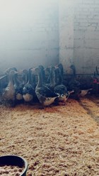 Фото компании кфх «Бирская птица» 1