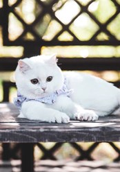 Шотландская кошечка продается, звоните 89857735080