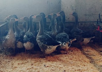 Фото компании кфх «Бирская птица» 1