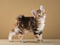 Фото компании  Moy Meow 2