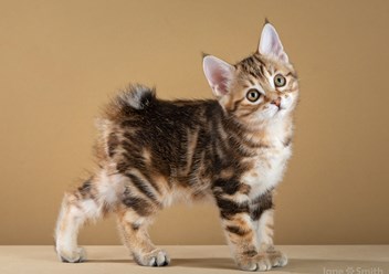 Фото компании  Moy Meow 2