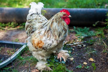 Фото компании  Сар-Герел Алтая, усадьба-ресторан 41