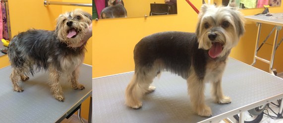 Фото компании ООО Зоосалон "Хвостик" 13