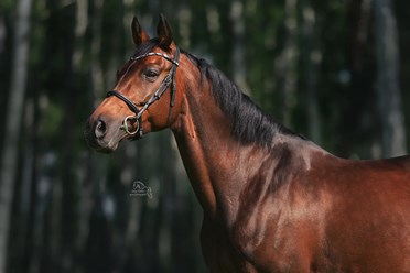 Фото компании ООО КониПремиум 3