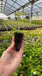 Укорененные черенки в кассетах