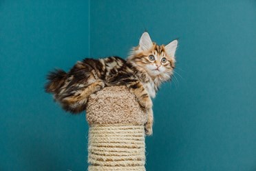 Фото компании  Moy Meow 9