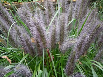 Фото компании ИП Садовый центр "Green Town" 42