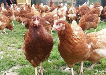 Фото компании  Продажа - птиц 1