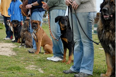 Фото компании  Собаки для жизни 1