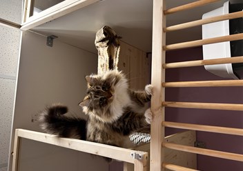 Фото компании  Передержка кошек 2