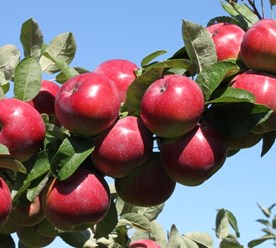 Фото компании ООО Питомник Дяди Бори 2