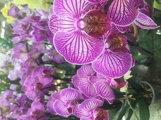 Орхидеи и другие декоративно-цветущие
