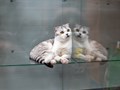 Фото компании ИП Terrakot 5