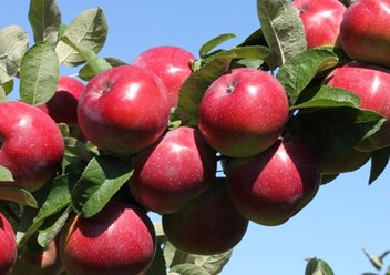 Фото компании ООО Питомник Дяди Бори 2